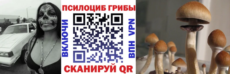 Галлюциногенные грибы Psilocybe  kraken как войти  Лесной 